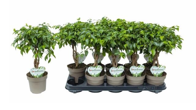 <h4>FIC BENJAMINA OV</h4>