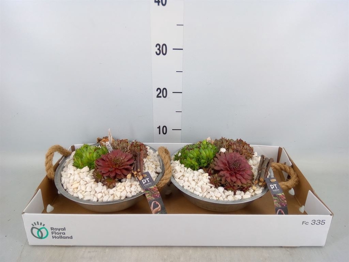 <h4>Arr.  Sempervivum L%</h4>