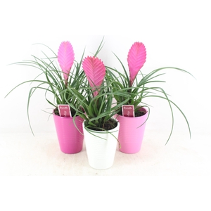 arr3 ZS - Til. Anita streep pot x11