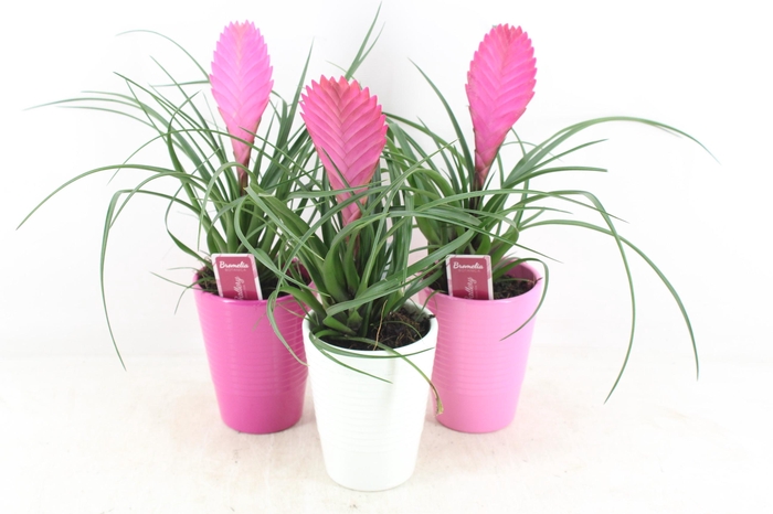 <h4>arr3 ZS - Til. Anita streep pot x11</h4>