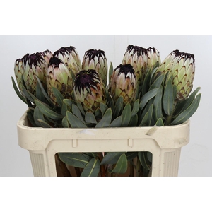 Protea Niobe