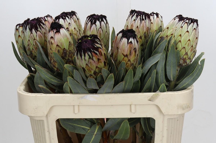 <h4>Protea Niobe</h4>