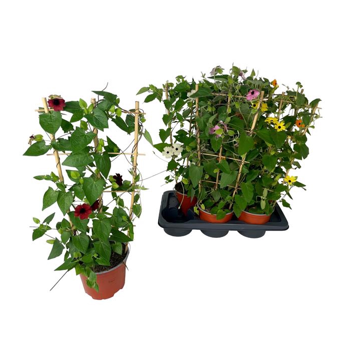 <h4>Thunbergia battiscombei 17Ø 60cm</h4>