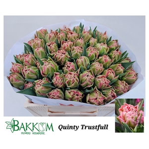 TU DU QUIN TRUSTFULL