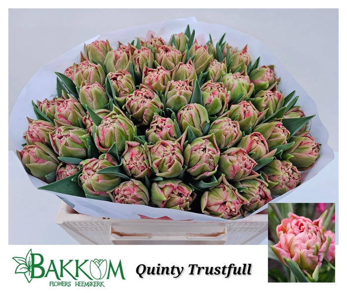 <h4>TU DU QUIN TRUSTFULL</h4>