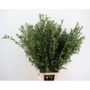 PITTO GREEN PER STEM 120CM