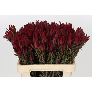 Leucadendron Blush Spray