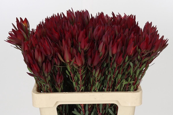 <h4>Leucadendron Blush Spray</h4>