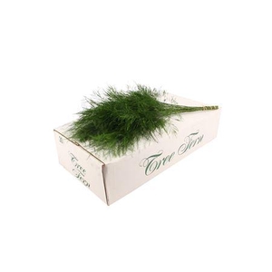 Tree Fern ( White Box )