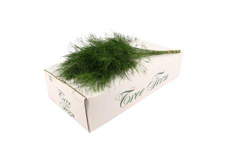 <h4>Tree Fern ( White Box )</h4>