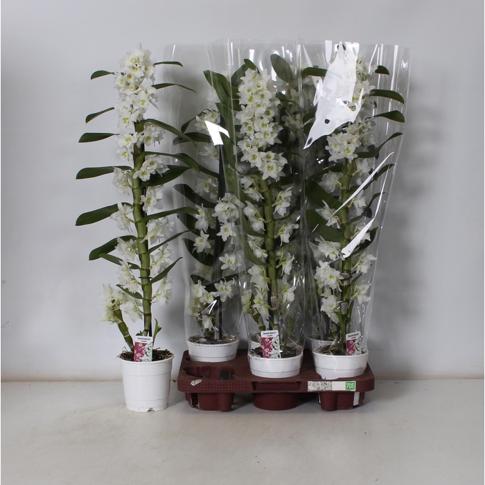 <h4>DENDR N SC APOLLON</h4>