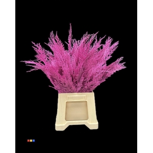 ŽŽŽ Conifers DYED Cerise