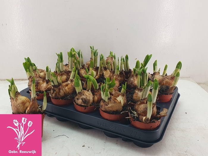 <h4>NARC O TETE A TETE</h4>