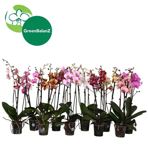 <h4>BalanZ - Phalaenopsis Mix 3t 18+/55-65</h4>