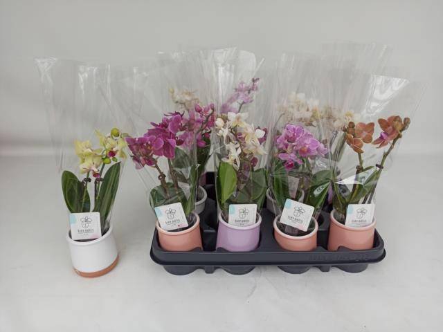 <h4>PHAL MINI</h4>