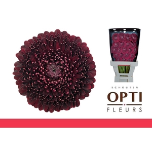 Germini Pomponi Black Pearl Diamond