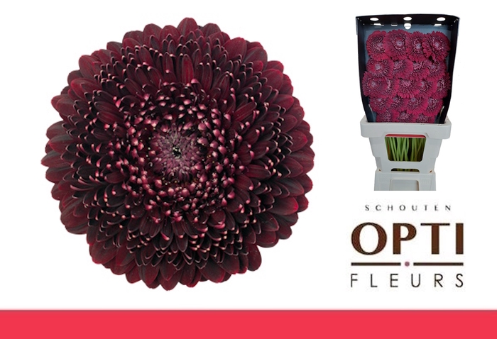 <h4>GE MB POM BLACKPEARL-Diamond*40</h4>