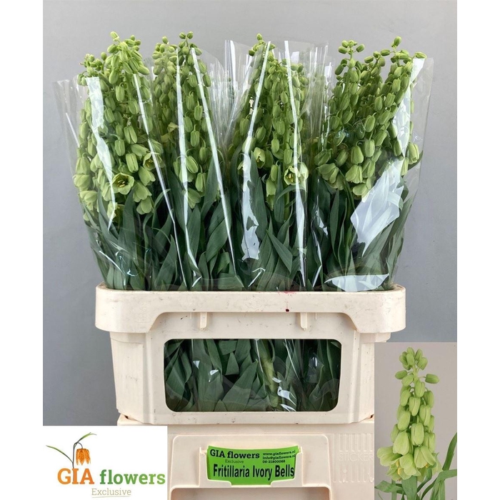 <h4>Fritillaria Ivory Bells</h4>