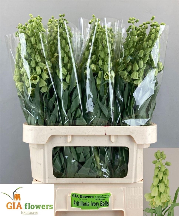 <h4>Frit Ivory Bells</h4>