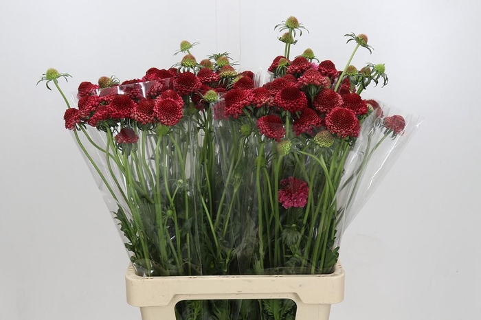 Scabiosa Scoop Hot Pink