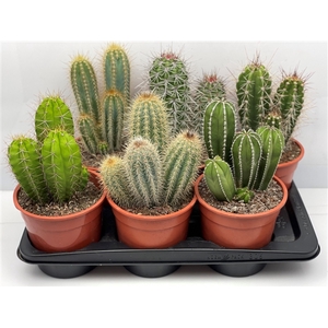 518 Zuilen mix TENERIFE 17 cm