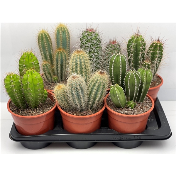 <h4>518 Zuilen mix TENERIFE 17 cm</h4>