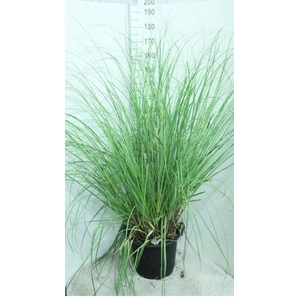 Cortaderia sell. 'Pumila'