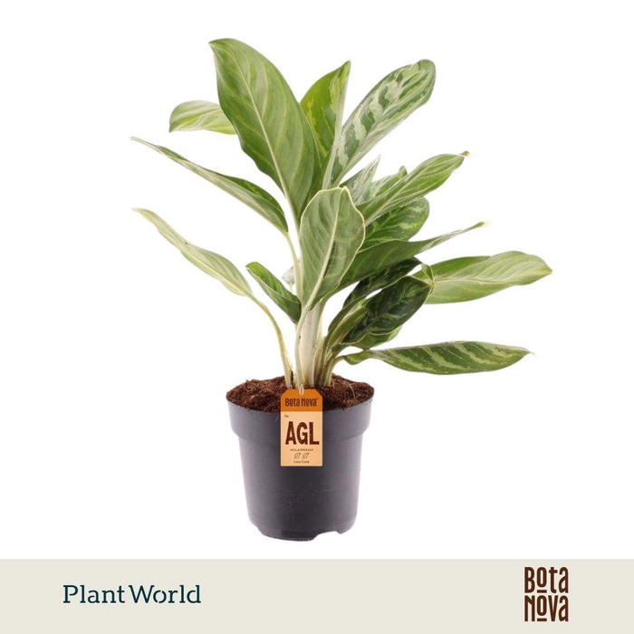 <h4>Aglaonema Legacy</h4>
