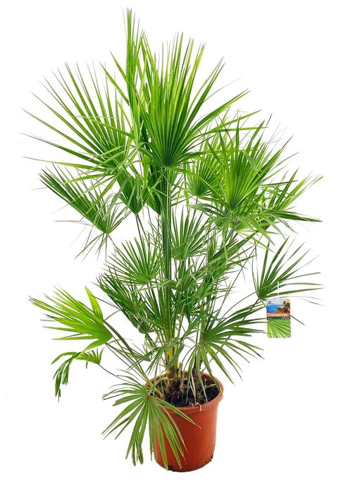 <h4>Chamaerops humilis</h4>
