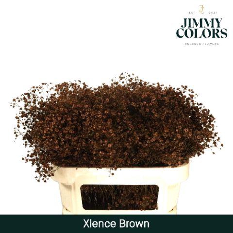 <h4>Gyps Xlence L70 Brown</h4>