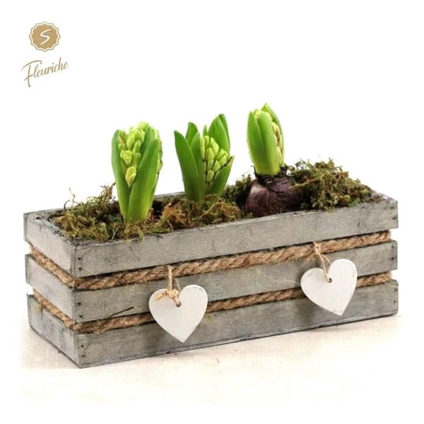 <h4>(DN491) Hyacint Julie [L]</h4>