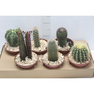 CACTUS VARIADO P15