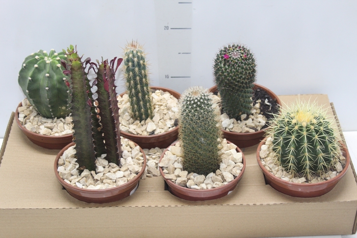 <h4>CACTUS VARIADO P15</h4>
