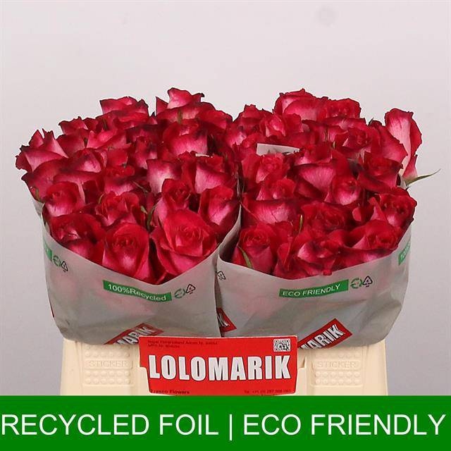 <h4>R Gr Nicoletta Extra Lolo</h4>