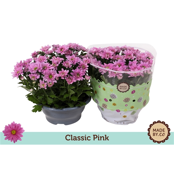<h4>Chrysanthemum Indicum Classic Rose</h4>
