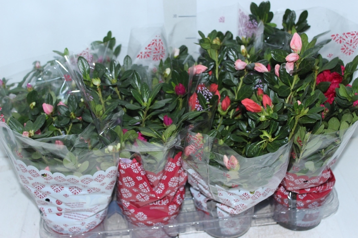 <h4>AZALEIA P14</h4>