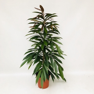 Ficus Amstel King