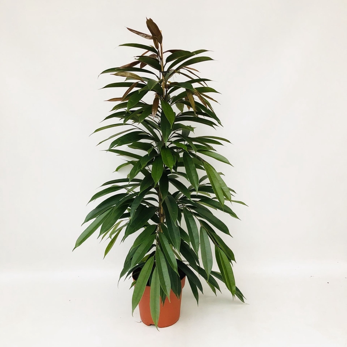 <h4>Ficus Amstel King</h4>