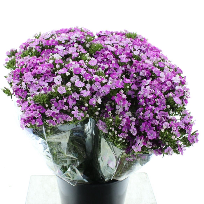 Di Barb Amazon Lavendel Super X L