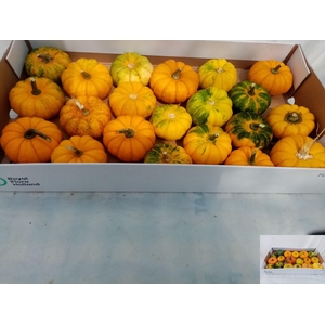 . Cuc Pepo Mandarin