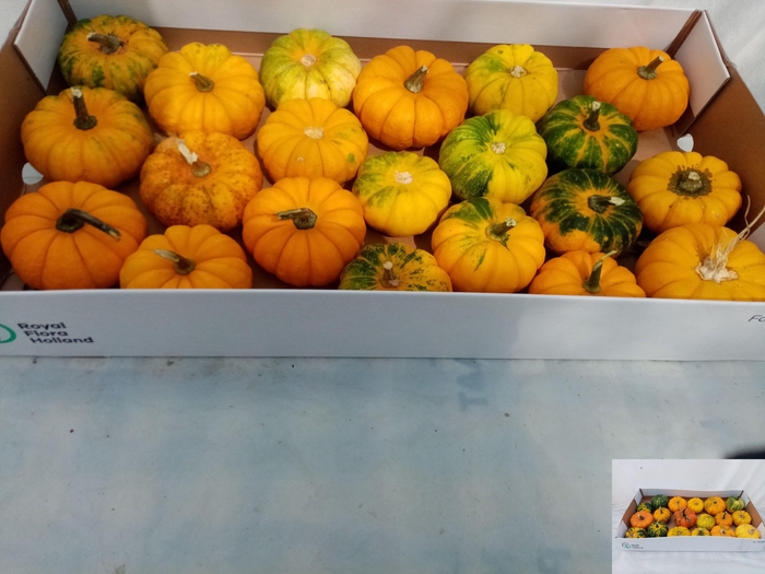 <h4>. Cuc Pepo Mandarin</h4>