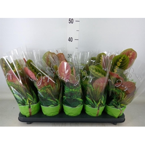 Maranta leuc. 'Fascinator'