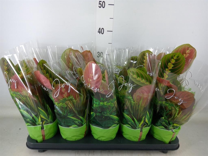 <h4>Maranta leuc. 'Fascinator'</h4>