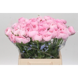 Ranunculus Clooney Lady A1