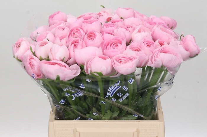 <h4>Ranunculus Clooney Lady A1</h4>