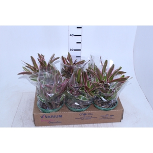 BROMELIA FIREBALL P14