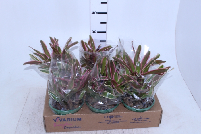 BROMELIA FIREBALL P14
