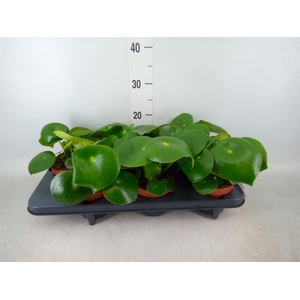 Peperomia polybotrya 'Raindrop'