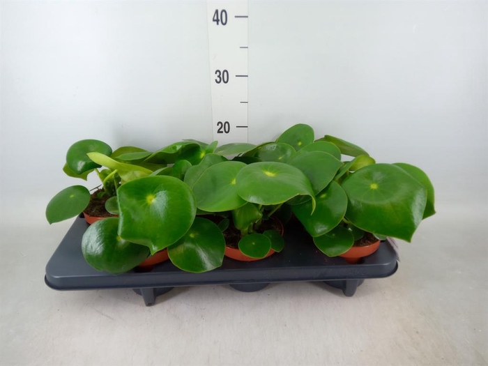 <h4>Peperomia polybotrya 'Raindrop'</h4>