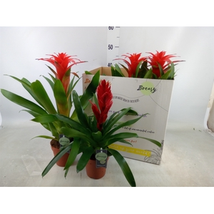 Bromelia   ...mix